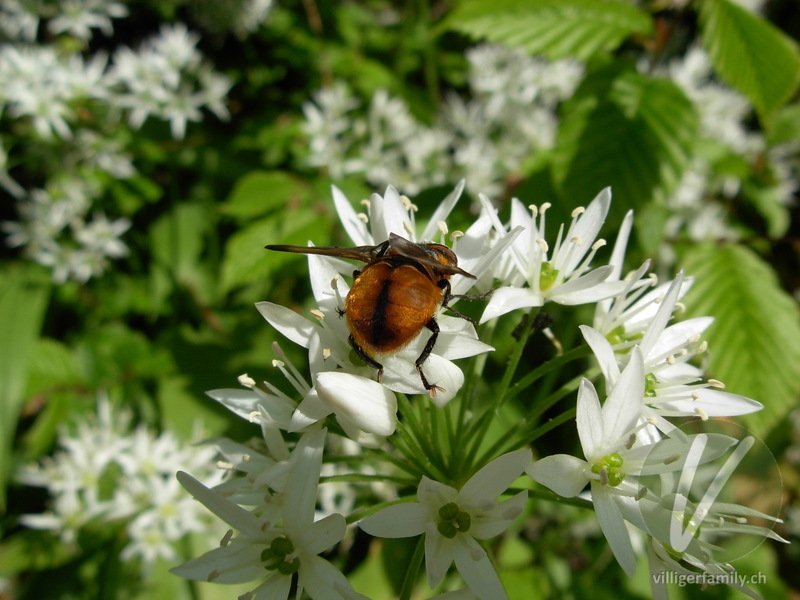 Raupenfliege (Ectophasia crassipennis): Übersicht